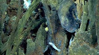 Mariana 2016 - Hydrothermal vents
This incredible active hydrothermal vent was imaged for the first time during the Marianas expedition. It was 30 meters high and gushing high-temperature fluid full of metal particulates. This vent was home to many different species, including Chorocaris shrimp, Munidopsis squat lobsters, Austinograea crabs, limpets, mussels, and snails.
Video courtesy of the NOAA Office of Ocean Exploration and Research, 2016 Deepwater Exploration of the Marianas. Mariana 2016 - Hydrothermal vents