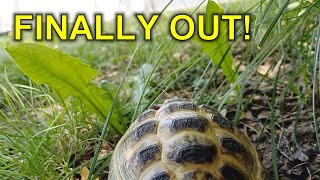 Russian Tortoise Mauri Goes Out  after Long Winter!