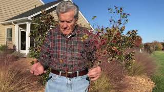 Nature Lesson  'Chinese Privet'