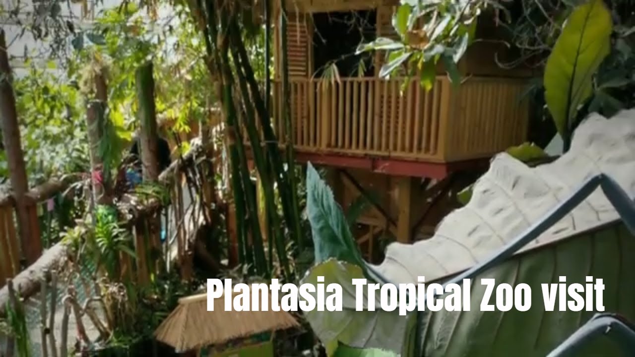 Visiting Plantasia Tropical Zoo Swansea YouTube
