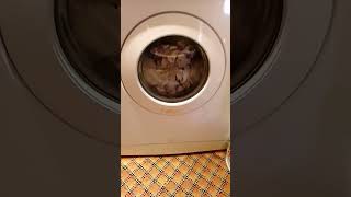 Arçelik 3320 Sa Prewash Baunwolle 60 White Wash Bingo Ultra Beyaz Bulut Lavanta Açıklamayı Oku