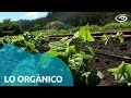 Alimentos orgánicos - Día a Día - Teleamazonas