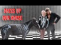 Dressing up a horse for halloween!