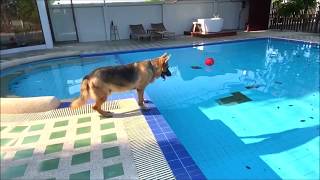 What will happen when Walcott the German shepherd dog cannot find his favorite football