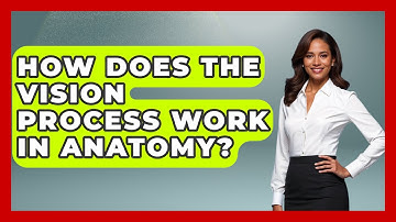 How Does The Vision Process Work In Anatomy? - All About Anatomy Answers