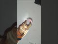 🔥 Ditch the Flame! Next-Gen Electric Lighter Reveal!