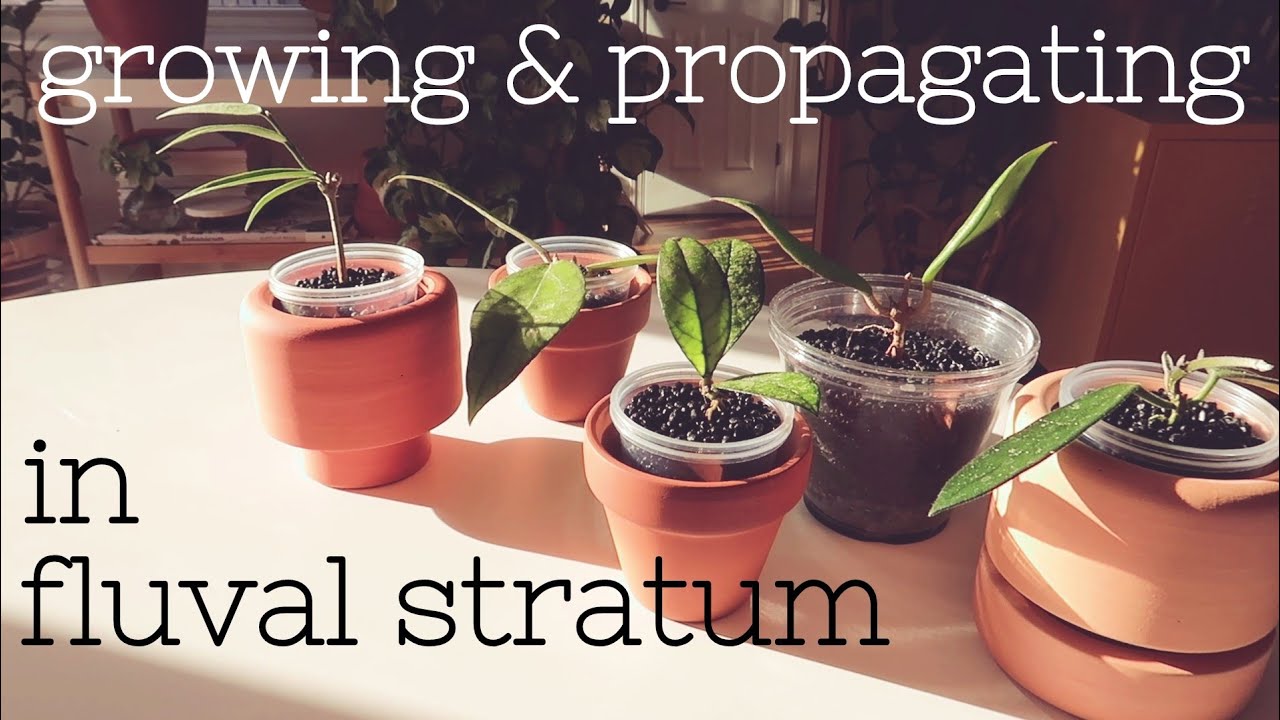 Growing Plants in Fluval Stratum - Propagating & Rooting Hoyas with Updates 🌿🌱