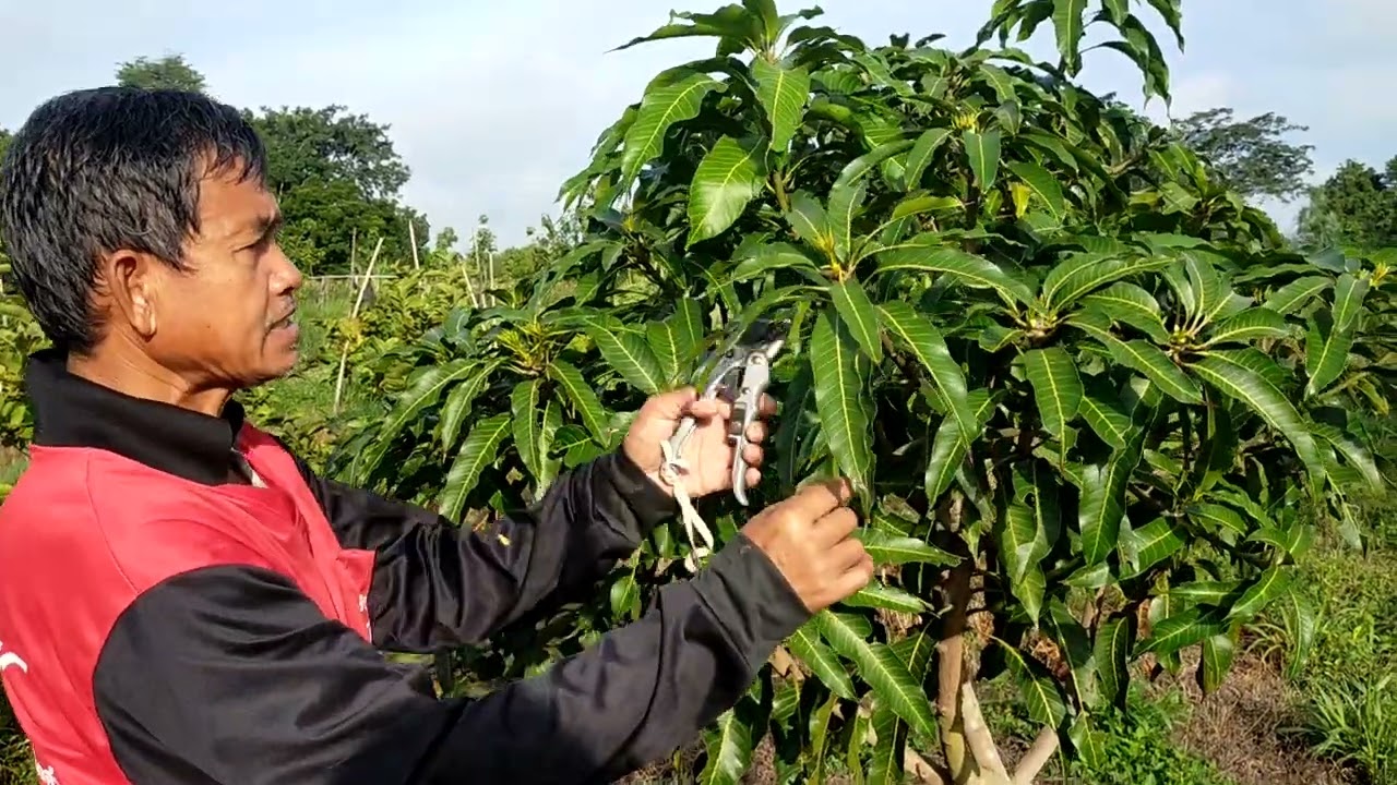 ตัดแต่งกิ่งมะม่วง #เกษตรผสมผสาน #สวน #เกษตรบ้านๆ #มะม่วง