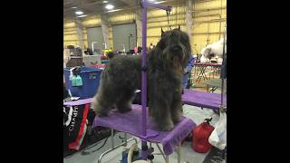 Bouvier des Flandres Show Dogs War Bouviator Kennels #shorts #bouvierdesflandres #dog