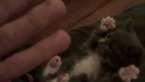 peek - a - boo kitty -original