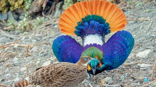 Himalayan monal (Lophophorus impejanus0 | male | dancing | displaying