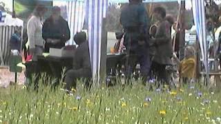 Glastonbury wildflower meadow 1999