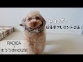 かわいすぎる犬服をご紹介します！