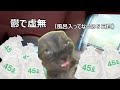 躁鬱の日常　#猫マニ #猫ミーム