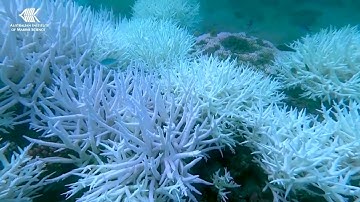 AI robot boats plant baby corals across the Great Barrier Reef | REUTERS