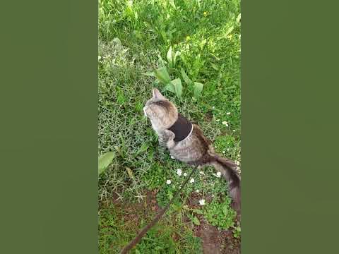 сат - YouTube