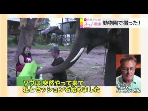 Peter Plays the Green Piano on Japanese TV - Peter Plays the Green Piano on Japanese TV