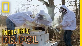 To Bee or Not to Bee | The Incredible Dr. Pol