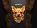 Oddly Satisfying AI Dog Face ASMR! 🤯 Wait for the Frenchie. #slime