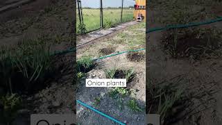 Onion plants in canada how to grow in backyard