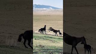 Foal In Danger Mother Mare Fights To Protect Her Baby