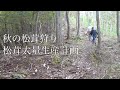 【松茸狩り】上手くいけば○○○万円！？目指せ！松茸の大量生産！