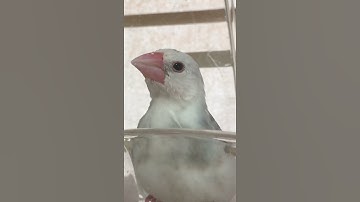 【Beautiful】Bird Chirping and Singing ♪ java sparrow