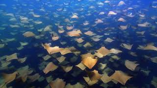 Cownose Rays | Macos Sonoma Live Wallpaper