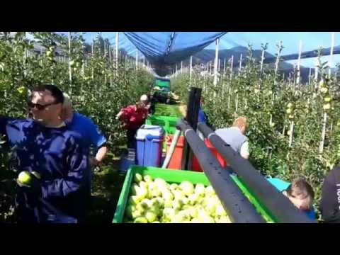 Video: Kakšna Jabolka Se Uporabljajo Pri Peki