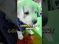 Who Else Isnt in the Mood Until Friday trending new shortvideo funny cute animals puppy mp3