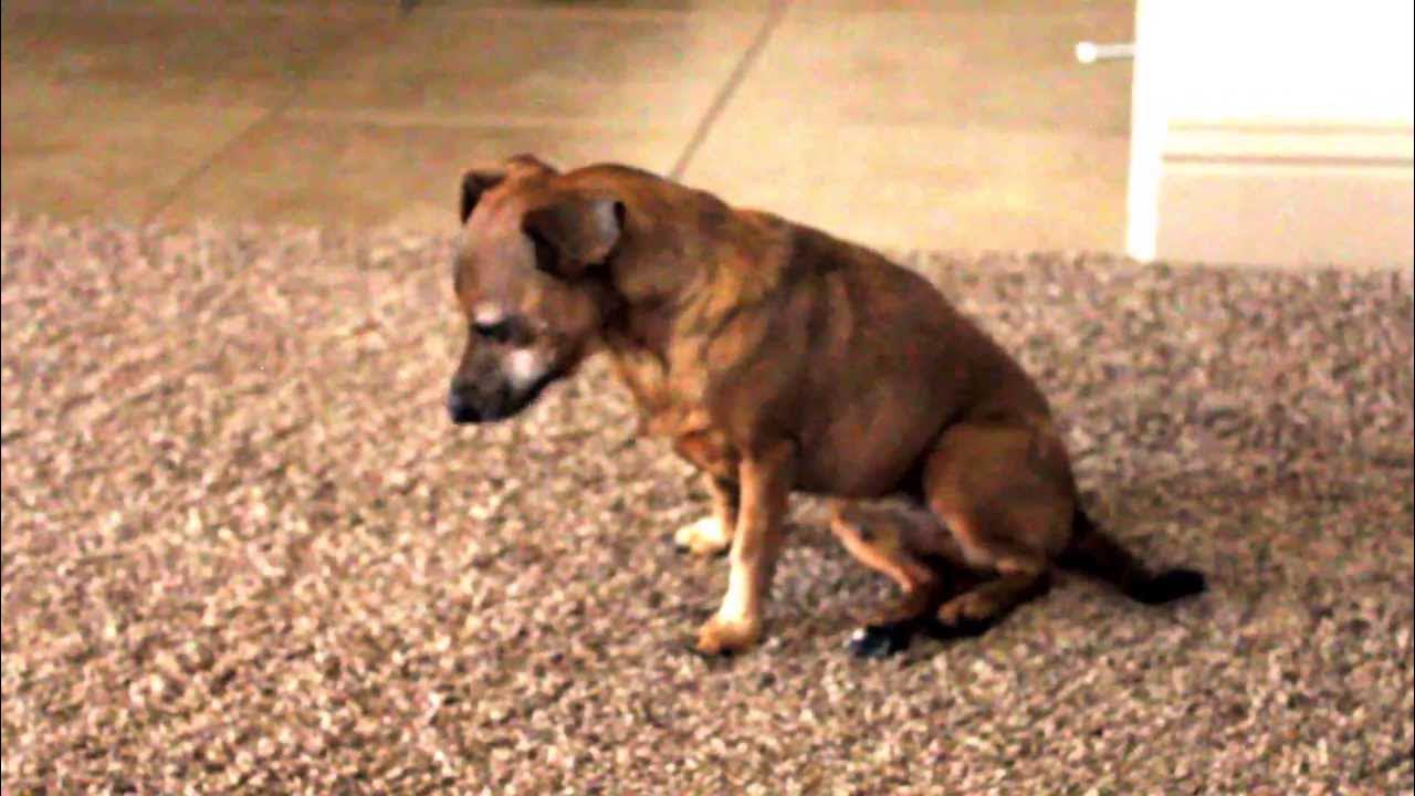 is-this-a-dog-with-acid-reflux-update-problem-solved-100-youtube