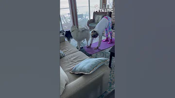 Pups Vs Push Ups Can This Person Exercise With These Adorable Distractions 