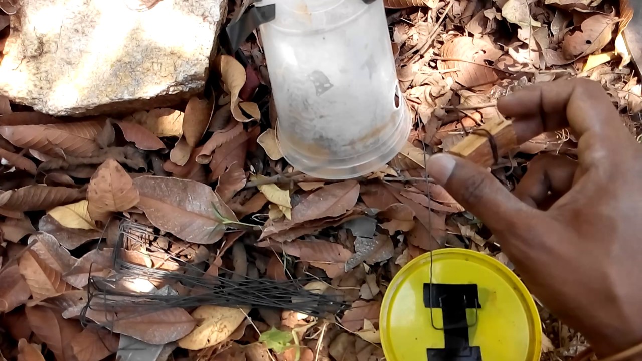 Preparing Fruit fly trap for mango garden YouTube