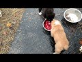 Central Asian Shepherd Puppy Central Asian Shepherd Puppy