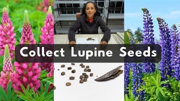 How To Collect Lupine Flower Seeds