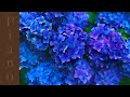 RELAXING Sleep & Meditation Music 🎵 Piano & Flowers PLAYLIST ~ Video 15
