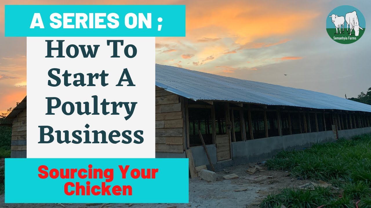 How To Start A Poultry Farm Eps 3 Sourcing Quality Bird YouTube