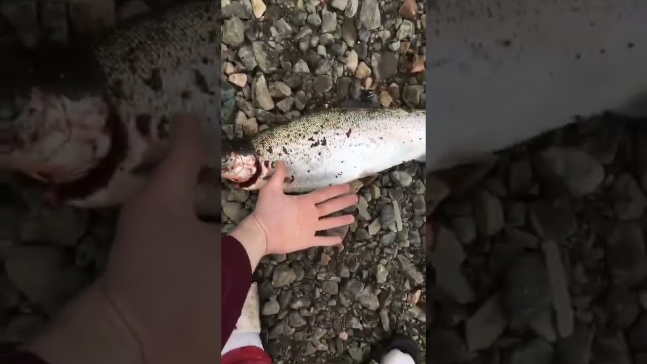 Trophy rainbow trout in bras a dor lake cape breton Nova Scotia Canada