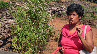 SAVE GOA! SAVE WESTERN GHATS! STOP RECKLESS DESTRUCTION! (2) screenshot 5