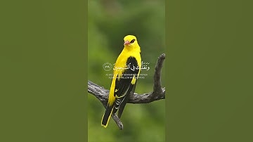 وتوكل على العزيز الرحيم الذي يراك حين تقوم🥺♥️|حالات واتساب تلاوات قرآن|ستوريات قرآن|حالات قرآن#quran