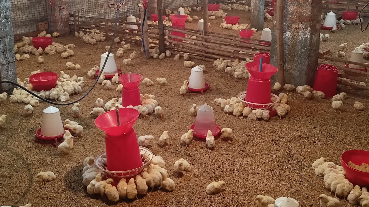 POULTRY FARM MANAGEMENT IN SEX DAY'S.