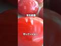 宝石卵黄🥚Jewel Egg Yolk