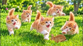🐱🐰 Kittens Chasing, Jumping & Playing with a Little Bunny | Cat Sounds screenshot 2