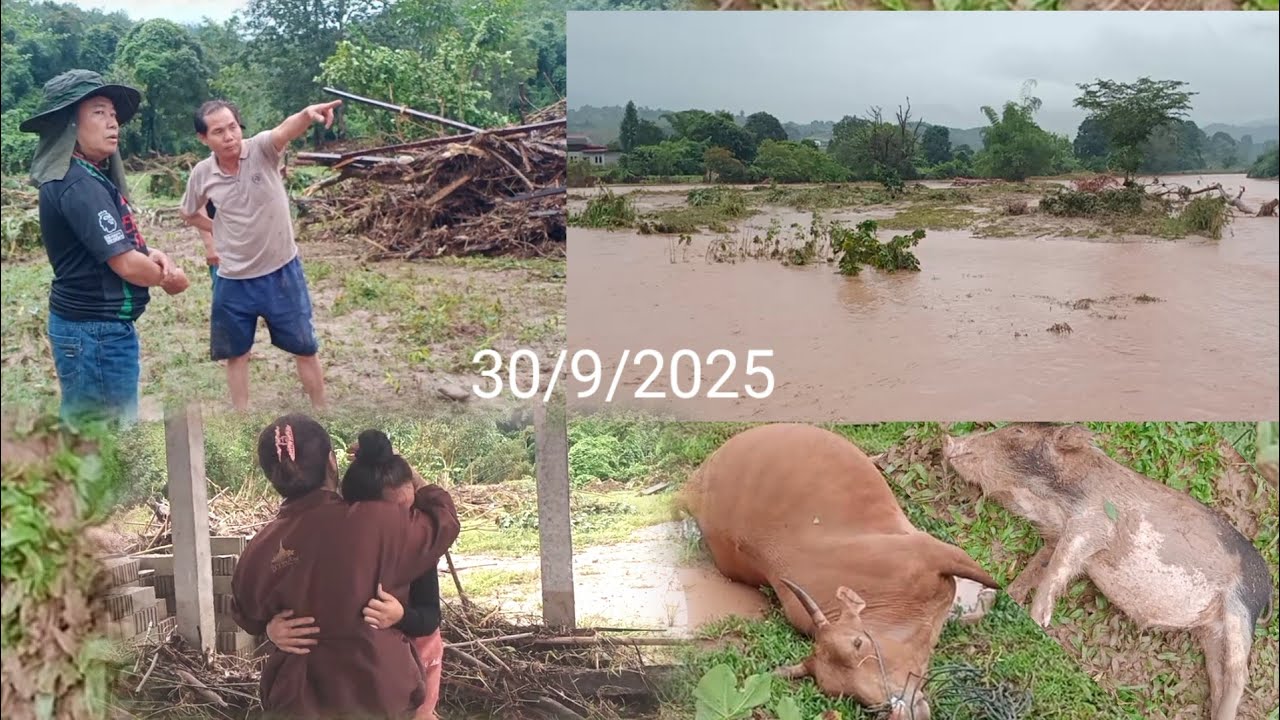 Dej naj hooj nyab hmoob zos ຜາລາແວກ nyuj qaib npua tuag coob heev 30/9/2025 กันยายน ค.ศ. 2025