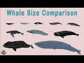 Universe Size Comparison/Whale Size Comparison