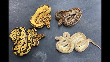 Some of my favorite Clown Ball Python females from 2021 (so far), and I did something so stupid!