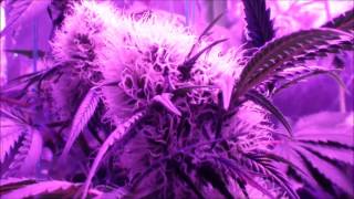 Led Grow Lights | Gro-X5 | Chronic Lights Flowering Day 35 | http://www.ledfusion.co.uk