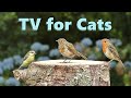 Cat TV ~ Birds for Cats to Watch in Blue Flower Garden