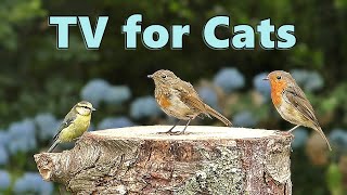 Cat TV ~ Birds for Cats to Watch in Blue Flower Garden