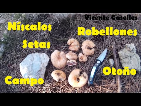 Níscalos, robellones, pebrasos
